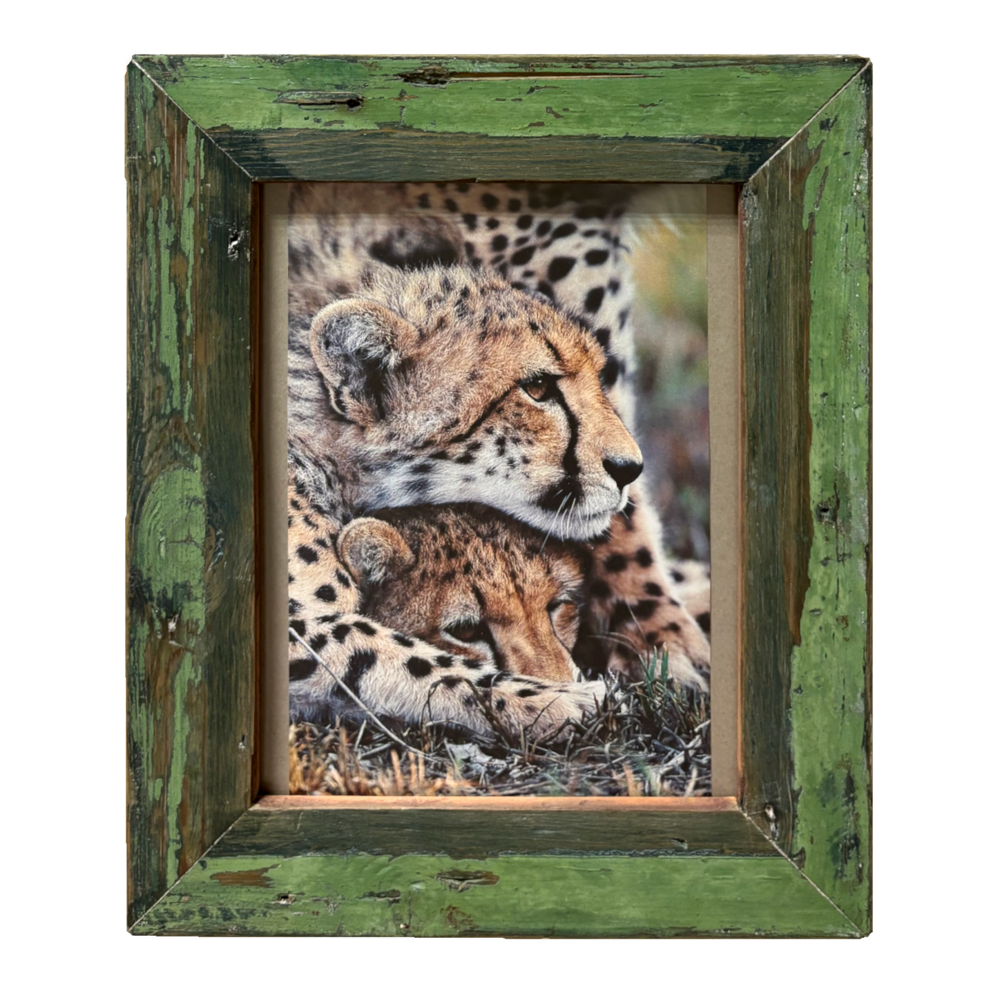 Cornice verde con foto Ghepardi - Cape Best