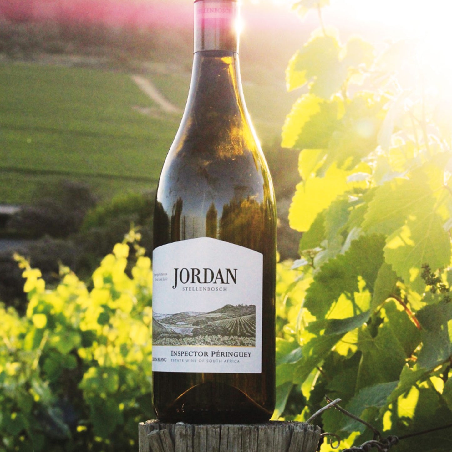 Zona Vinicola stellenbosch Cape Town Vino bianco Chenin Blanc