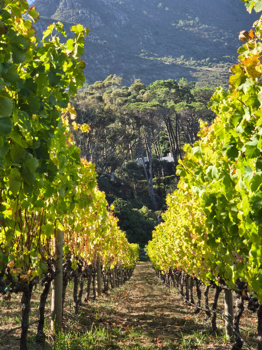Vini sudafricani: perché sono unici tra terroir, clima e vitigni