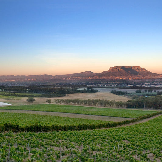 Il vino in Sudafrica