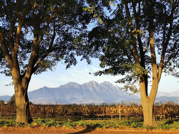 Simonsig winery