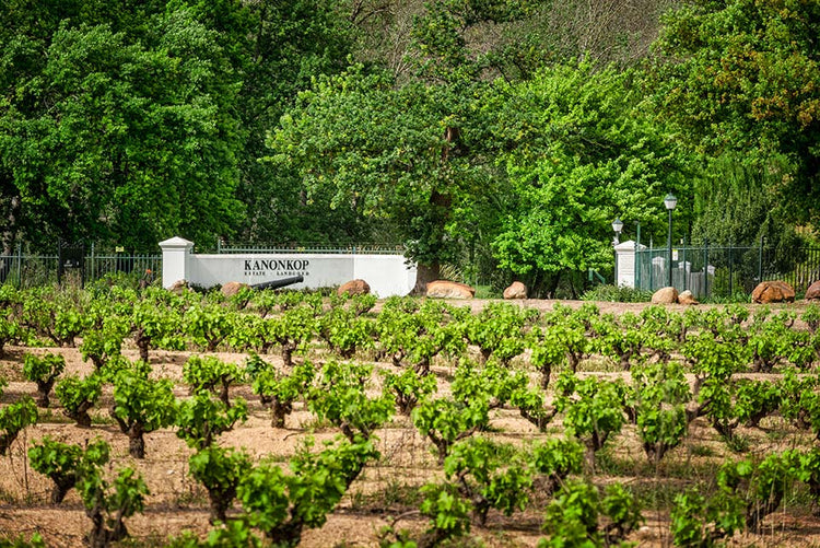 Cantina Kanonkop