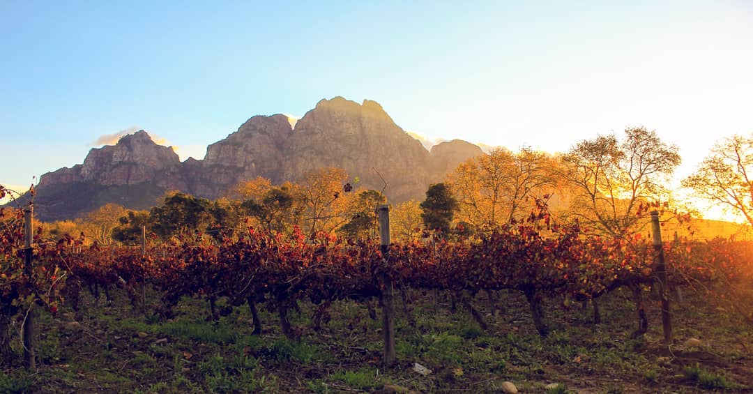 Vini dal Sudafrica: le migliori cantine che producono vino sudafricano
