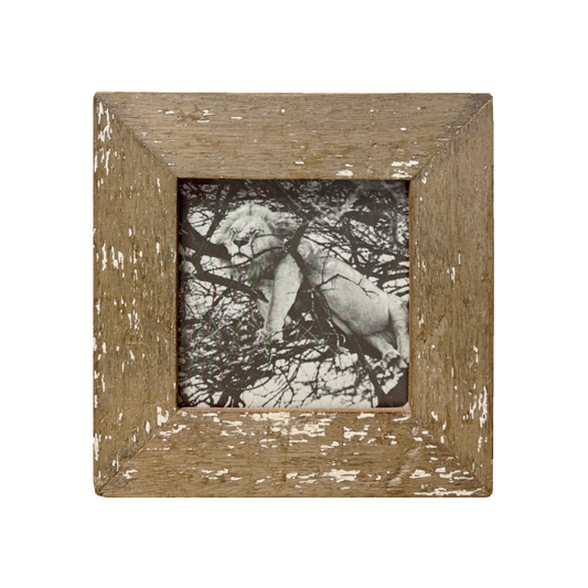 Cornice 23x23 con foto Leone Cape Best