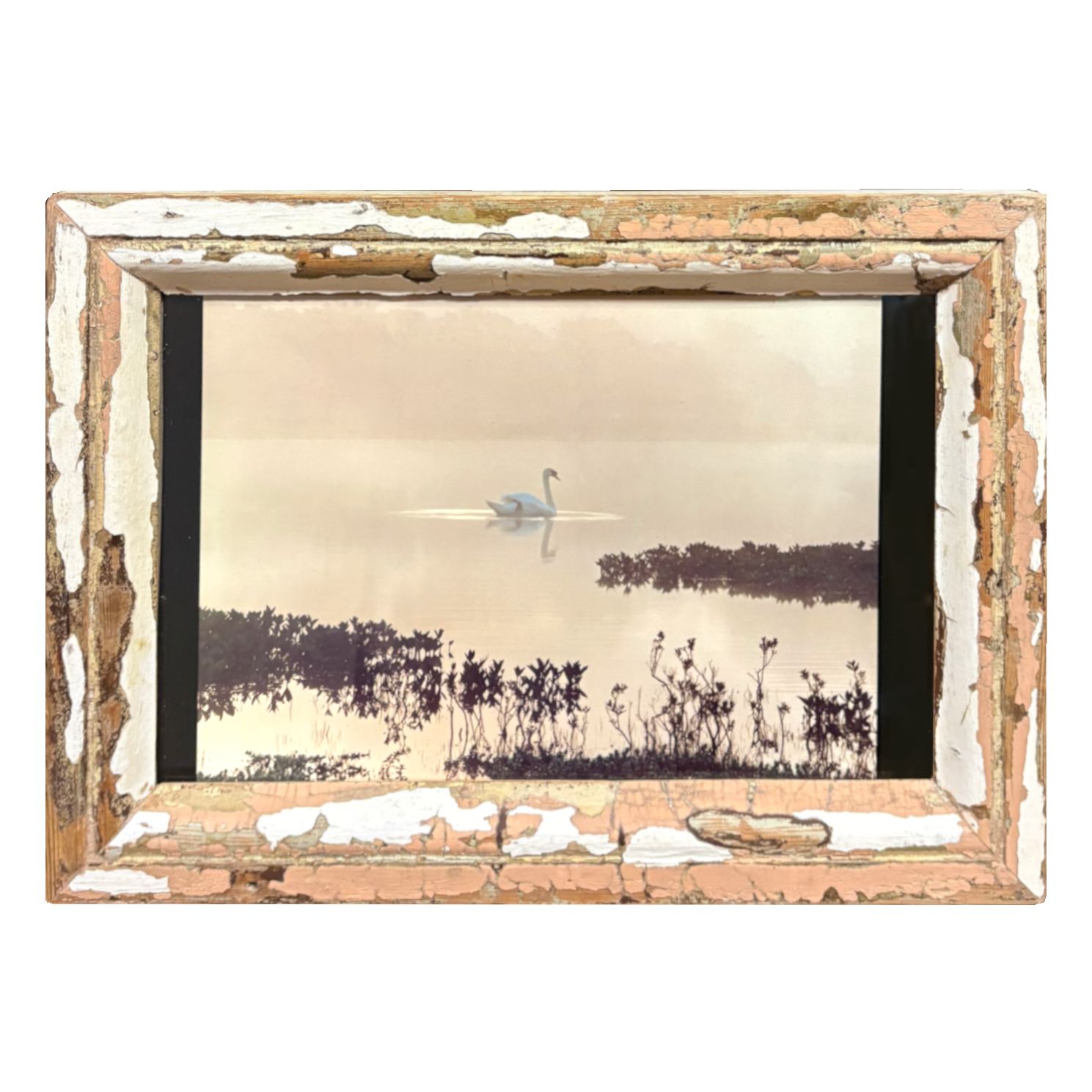 Cornice 33×46 con foto Cigno 