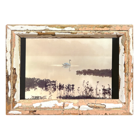 Cornice 33×46 con foto Cigno 