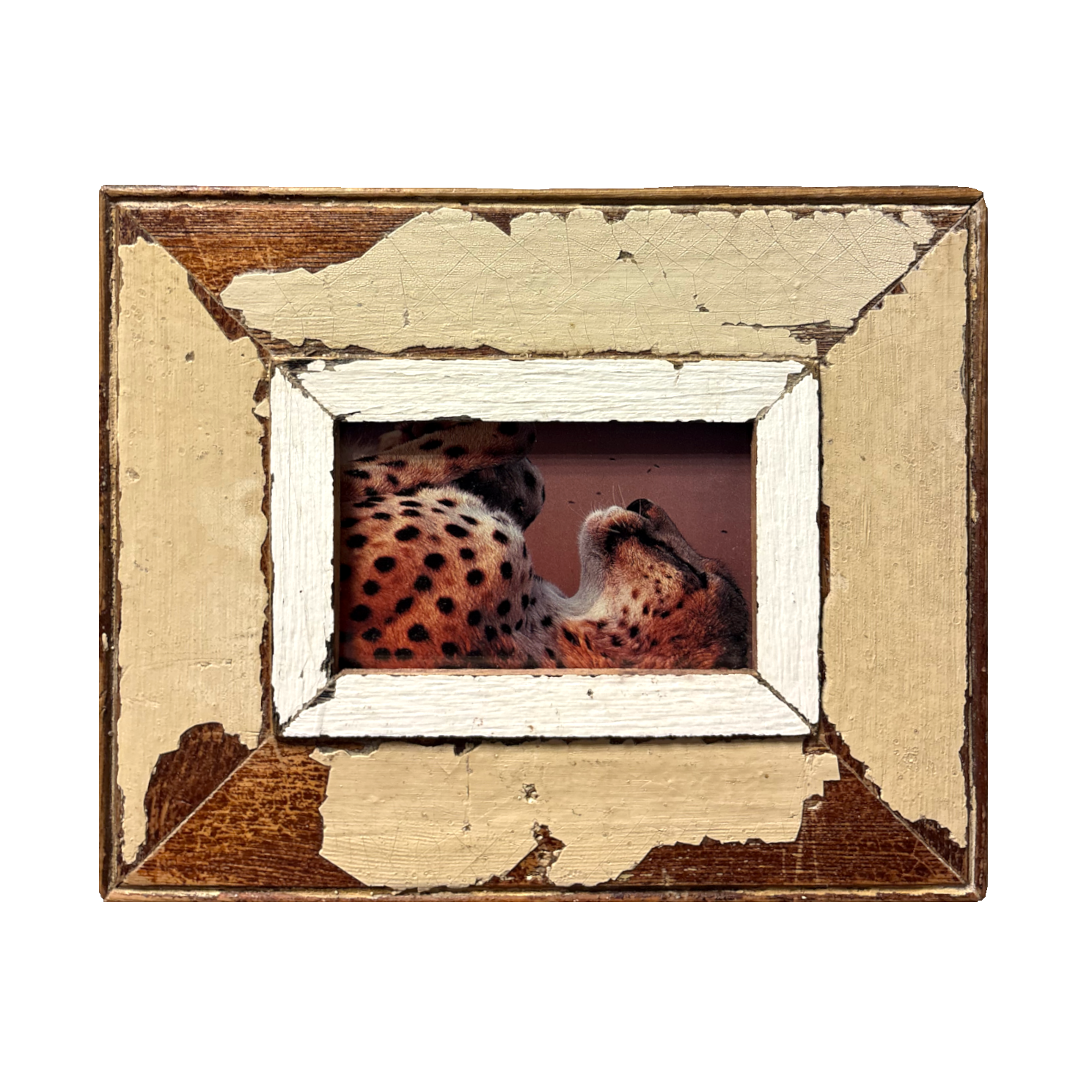 Cornice Ghepardo in legno Cape Best