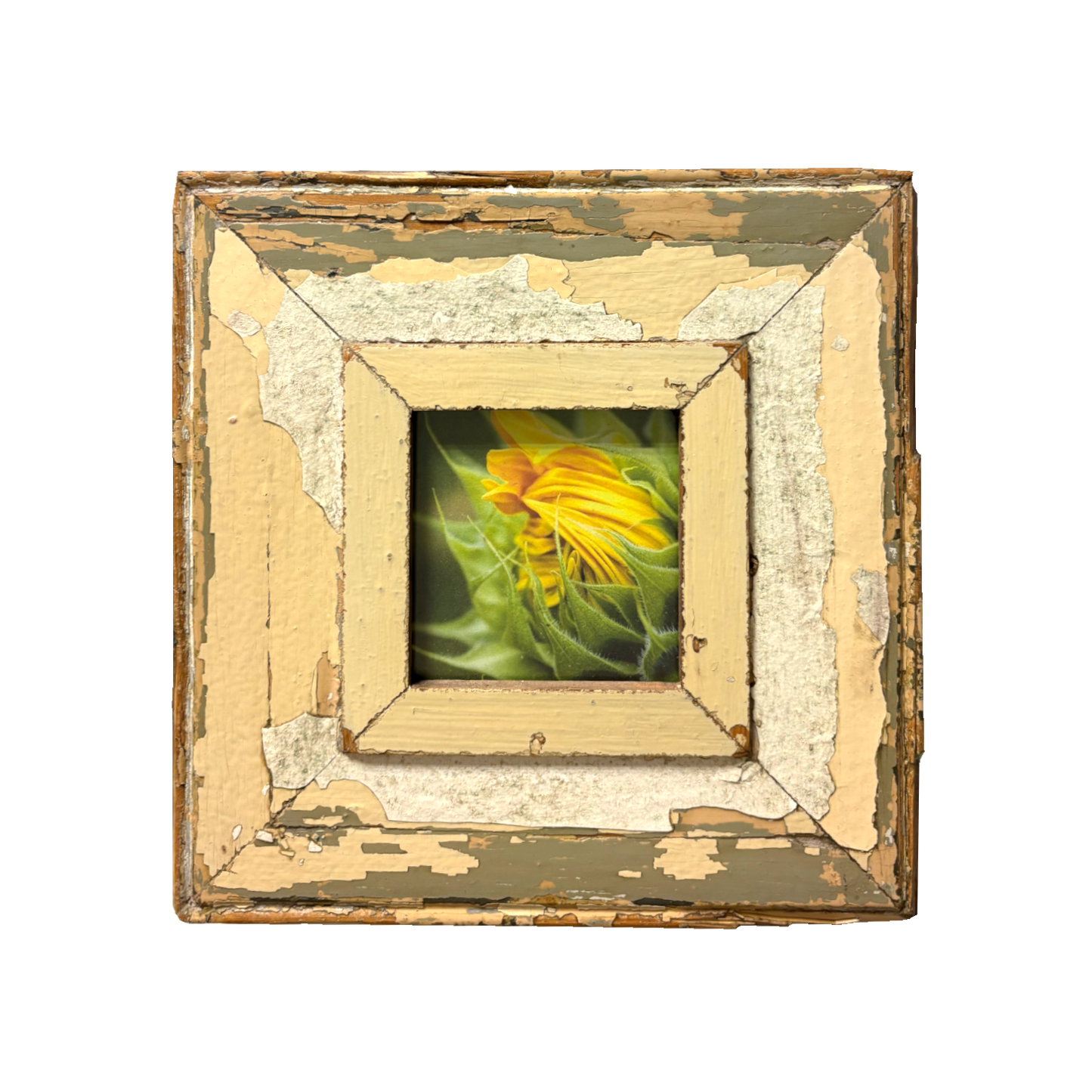 Cornice "Nascita di un girasole" Cape Best 23 x 23 cm
