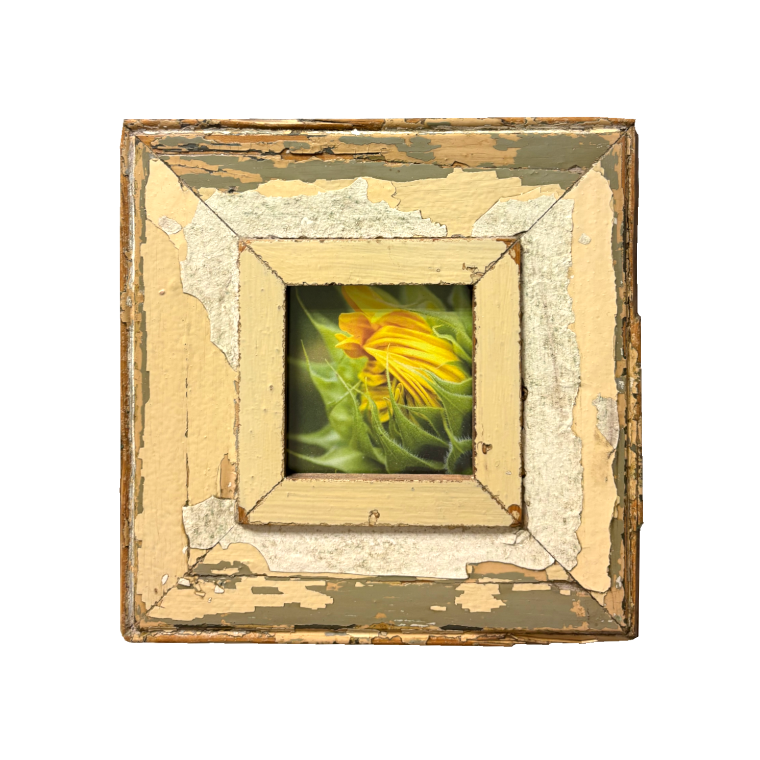 Cornice "Nascita di un girasole" Cape Best 23 x 23 cm