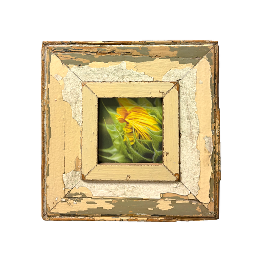 Cornice "Nascita di un girasole" Cape Best 23 x 23 cm