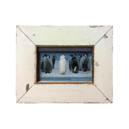 Cornice bianca 18x23 con foto pinguini