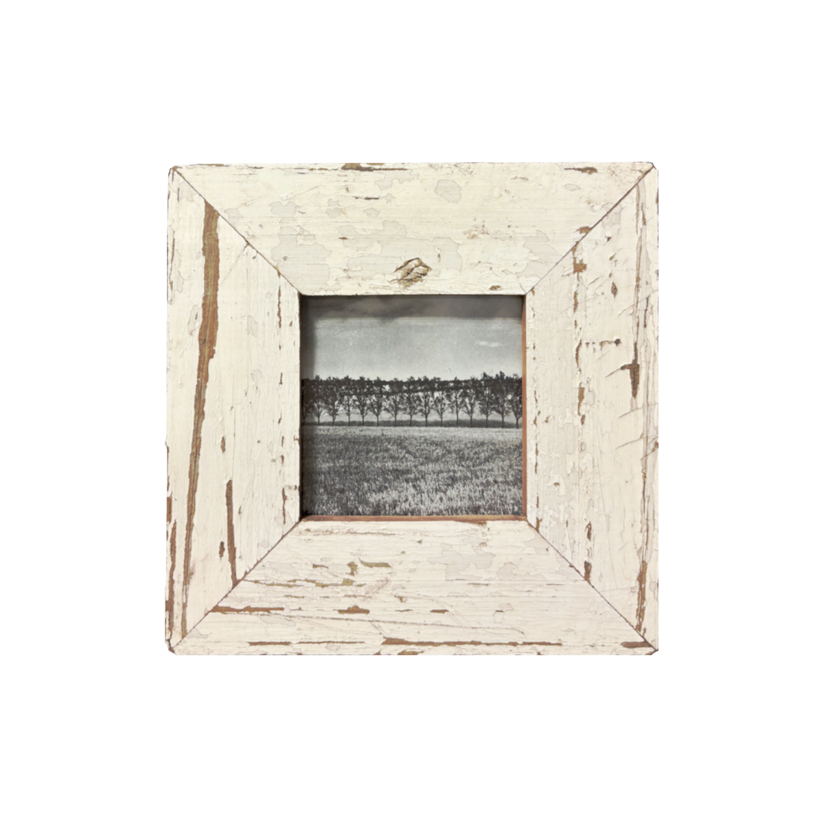 Fotografia bianco e nero di piantagione con geometrie rigorose e tracce incrociate di trattore su sterpaglie, dentro cornice bianco antico screpolato con legno naturale affiorante, venature e spigoli consumati, stile minimalista – 18×18 cm.