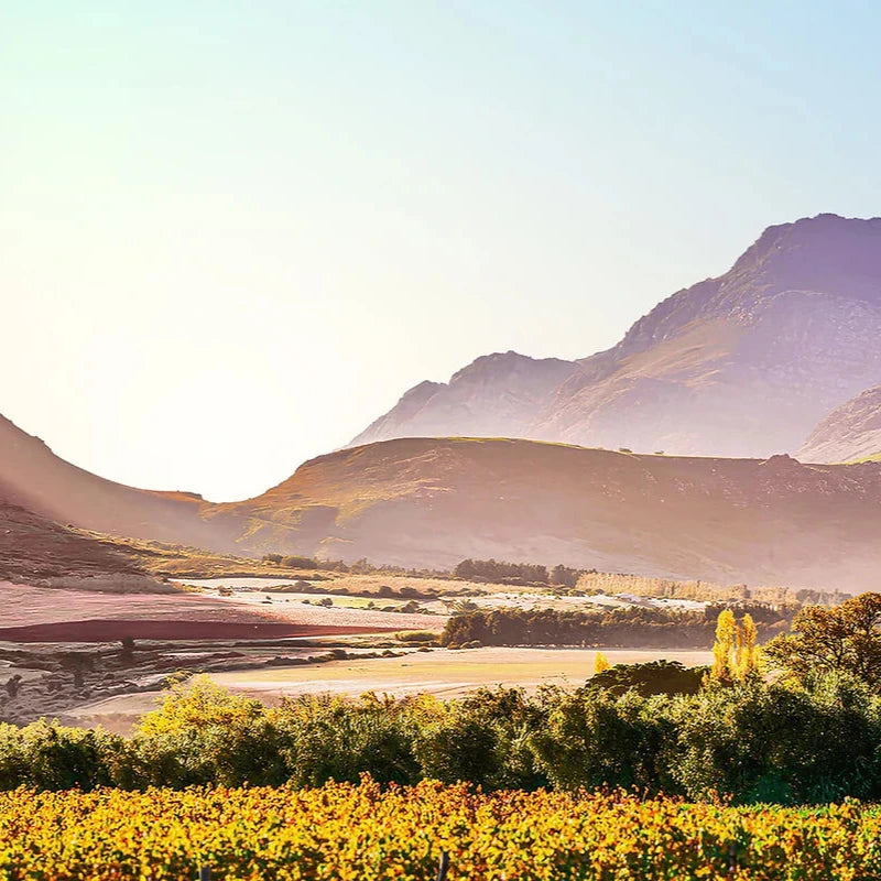 Vini Saronsberg Sud Africa